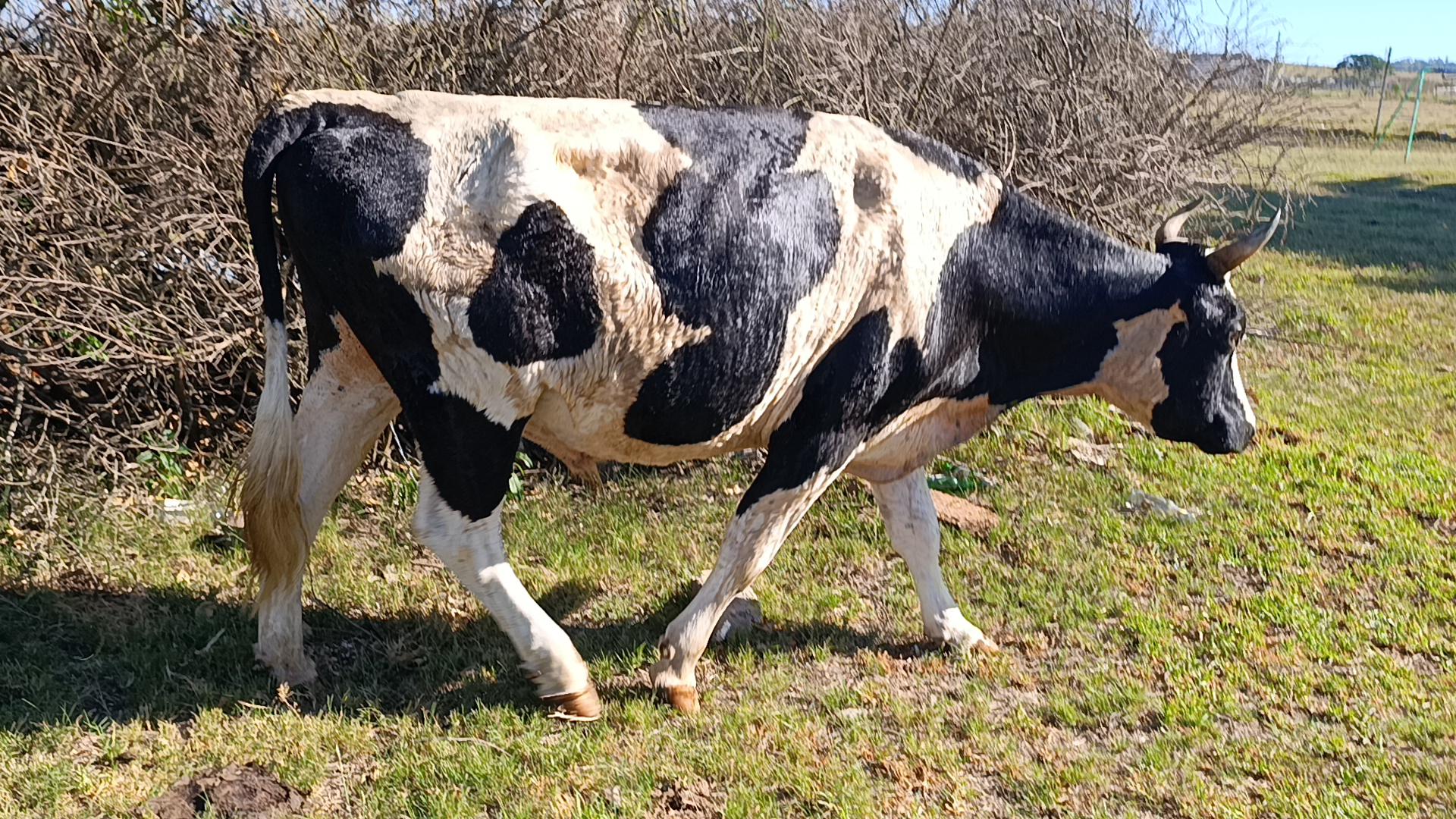 Cattle Sale