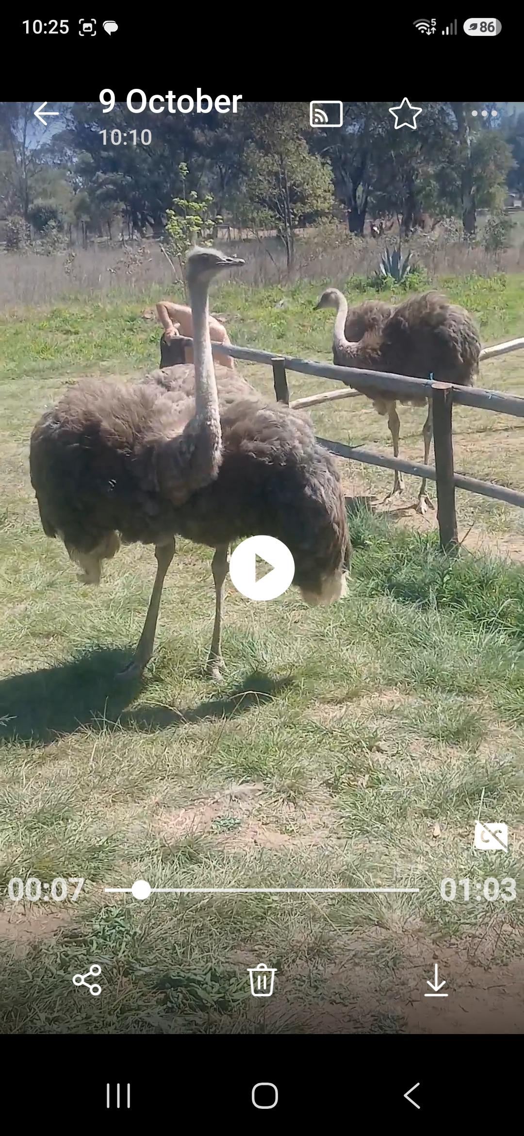 Ostrich