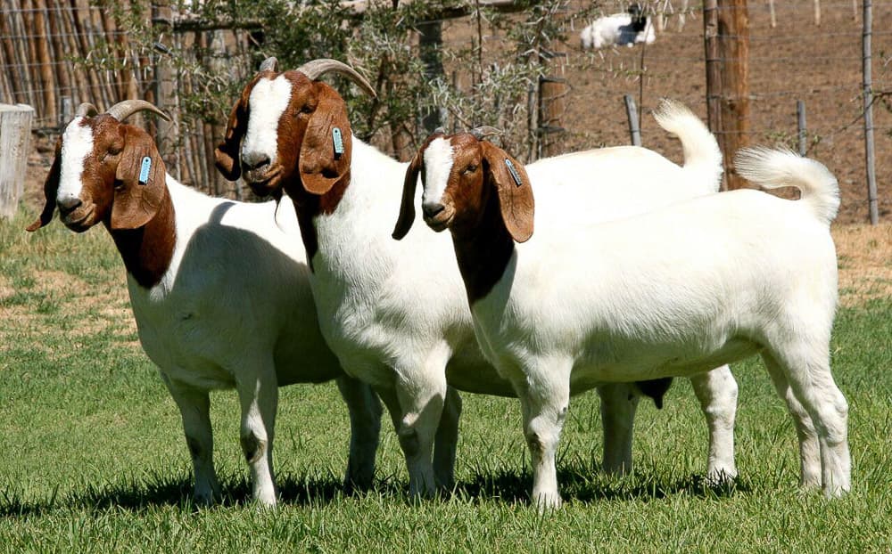 Red Head Boer Goats For Sale