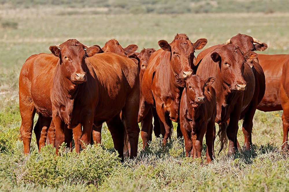 Bonsmara Cattle feature breeding and slaughtering