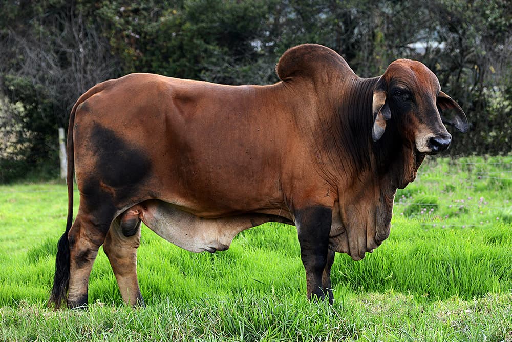 Brahman Cattles for sale