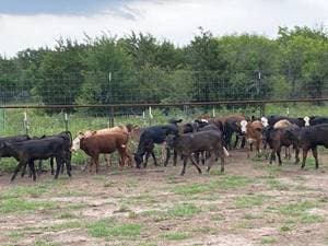 Simmental angus cross heifers simangus cows cattle calves - Aeroton