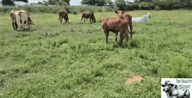 3 x Red X Heifers for Sale