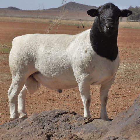 Black Dorper Sheep for Sale