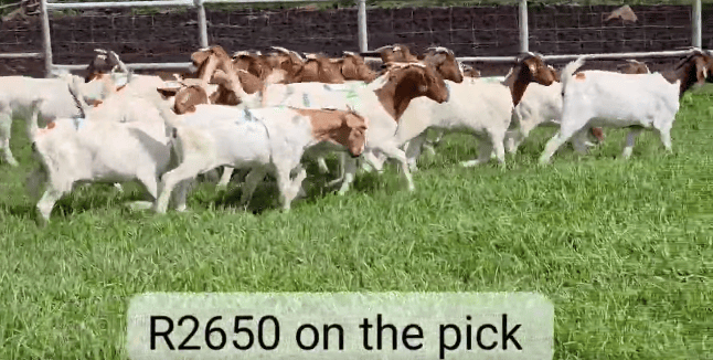 Quality Boer Goat Ewes for Sale