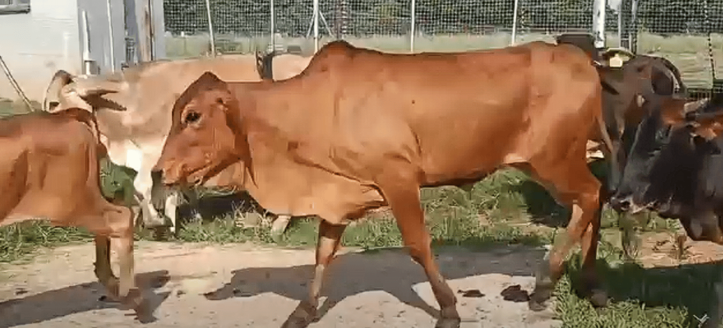 8 Brahman Heifers for Sale – Combo Deal | Pretoria (Rooiwal)