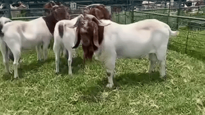 🐐 Goat Package for Sale – Ram & Ewes | Pretoria (Rooiwal) 🇿🇦