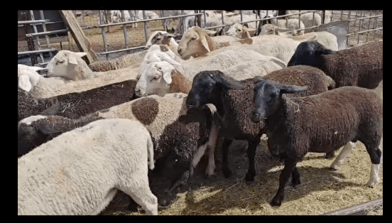 Lambs Available for Sale (Bulk Orders Welcome)