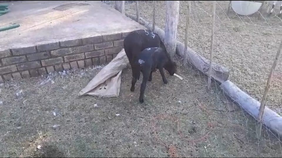 Video preview for 2 x Meatmaster Lambs for Sale