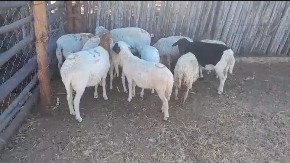 Video preview for 11 x Ram Lambs for Sale