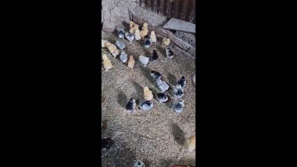 Video preview for Chicks