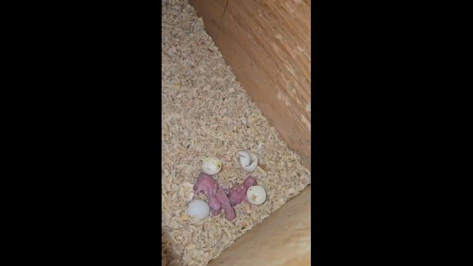 Video preview for Baby Ringnecks for Sale
