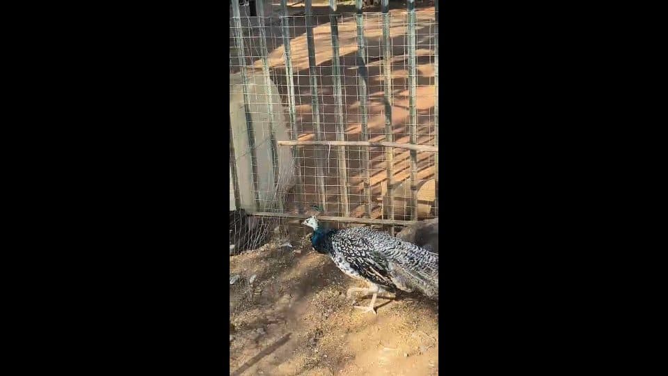 Video preview for Young Black Peacock Male