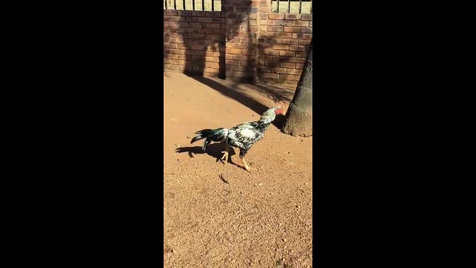 Video preview for large gamer rooster