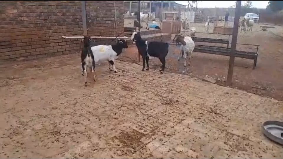 Video preview for 3 x Goats