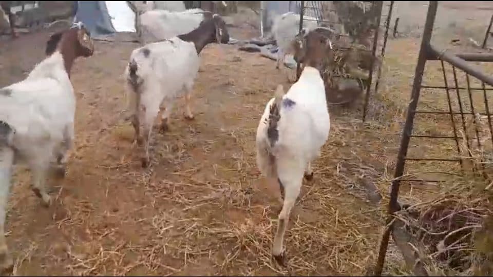 Video preview for boergoats x 9
