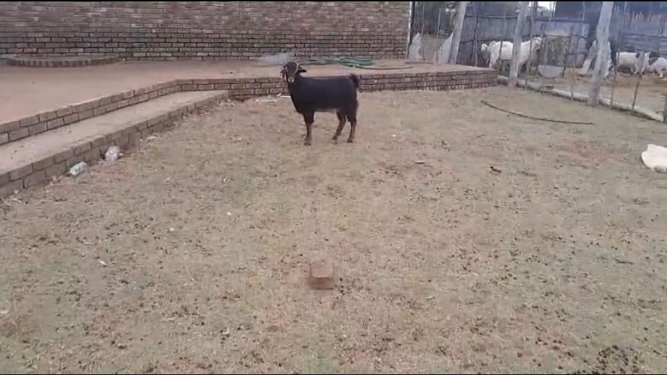 Video preview for 1 x Ram for Sale