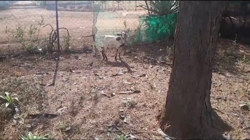 Video preview for Young female Goat