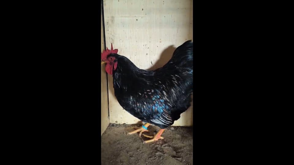 Video preview for Barnvelder rooster