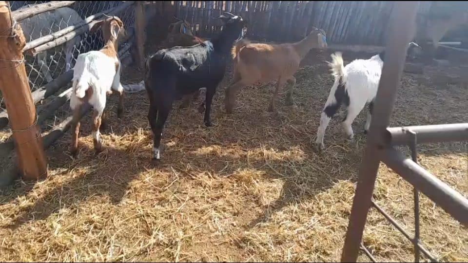 Video preview for 8 x young ewes for sale