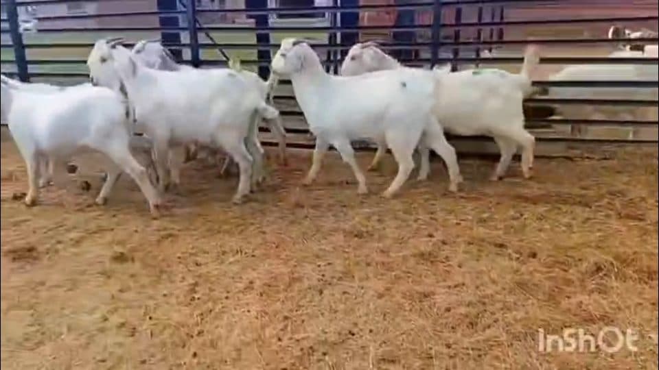Video preview for quality savanna ewes x 8