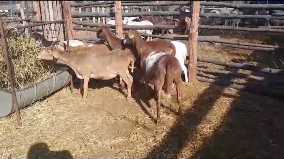 Video preview for Quality Meatmaster Ewes x 8