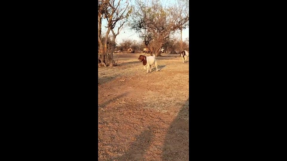 Video preview for Boer Goat Ram