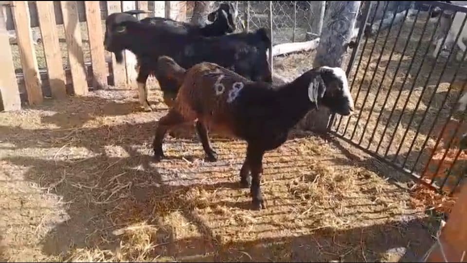Video preview for 3 x Males Goats
