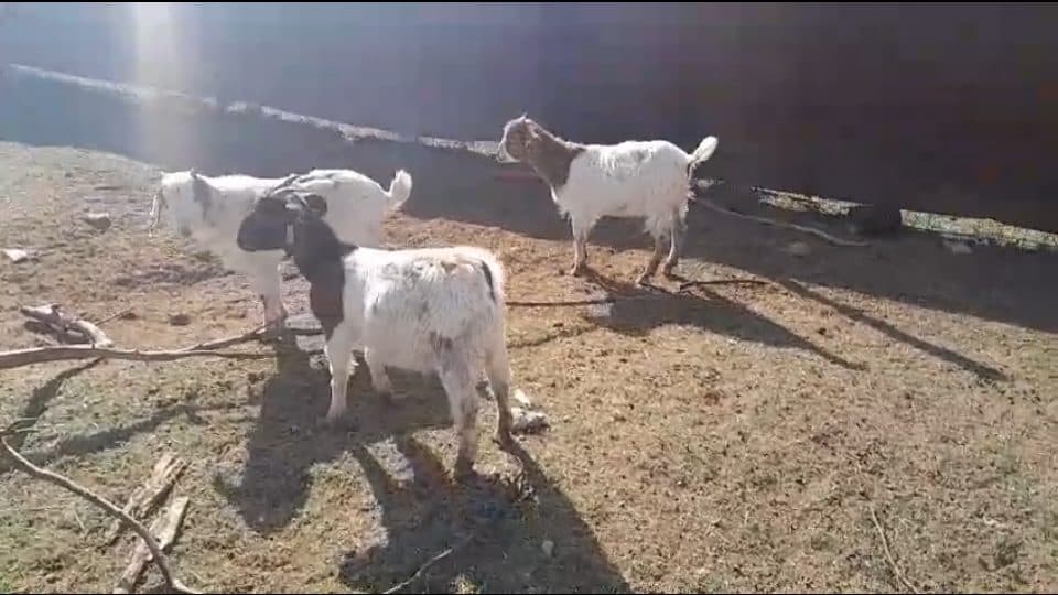 Video preview for 3 x Boergoat Rams