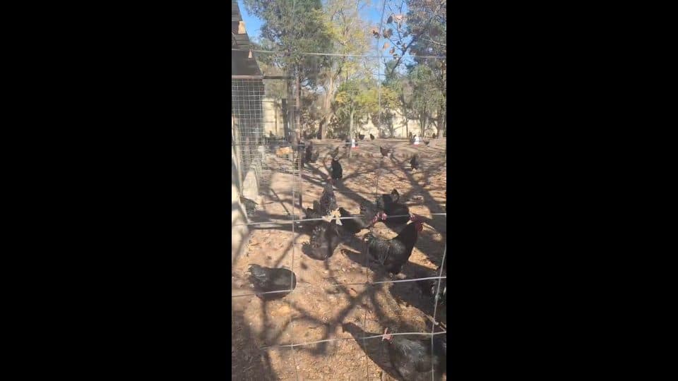 Video preview for Black Australorp Fertile Eggs - 12 Trays