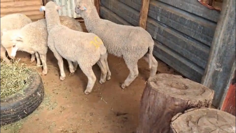 Video preview for 4 x Merino Lambs