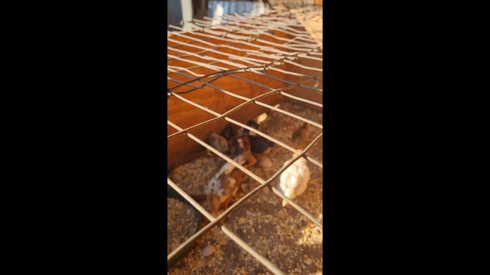Video preview for bosvelder chicks x 9