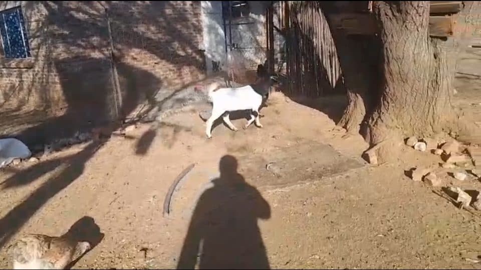 Video preview for 1 x young ewe