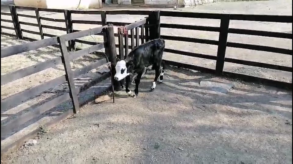 Video preview for HEREFORD X ANGUS x 10