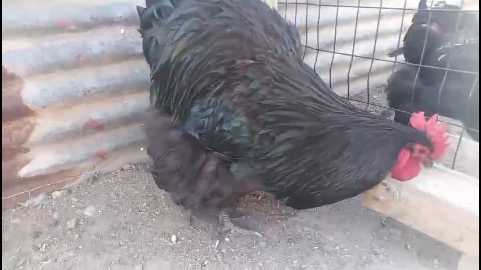 Video preview for Black Orpington Rooster