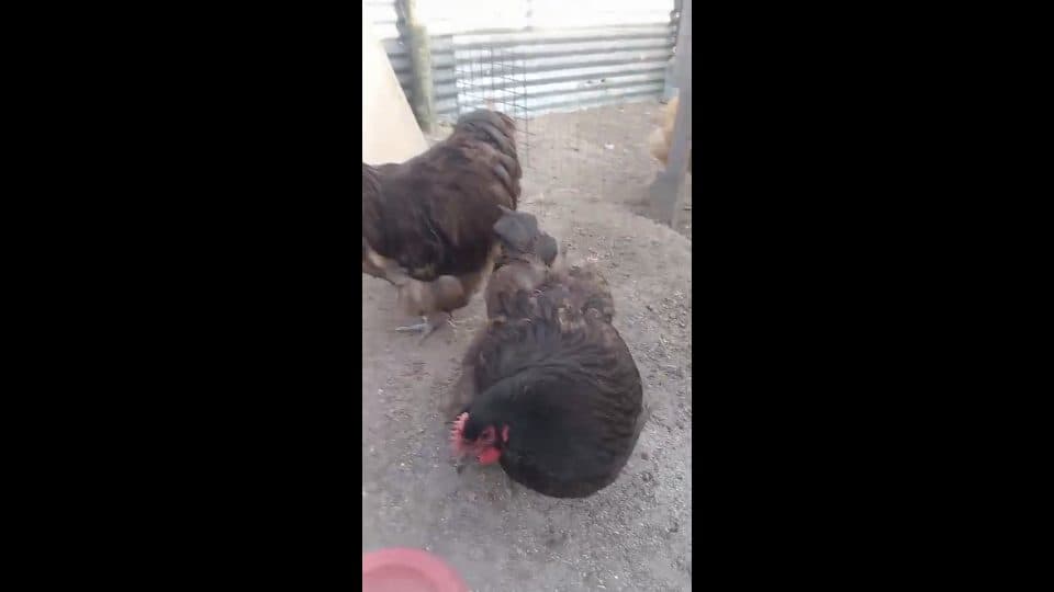 Video preview for Chocolate pair