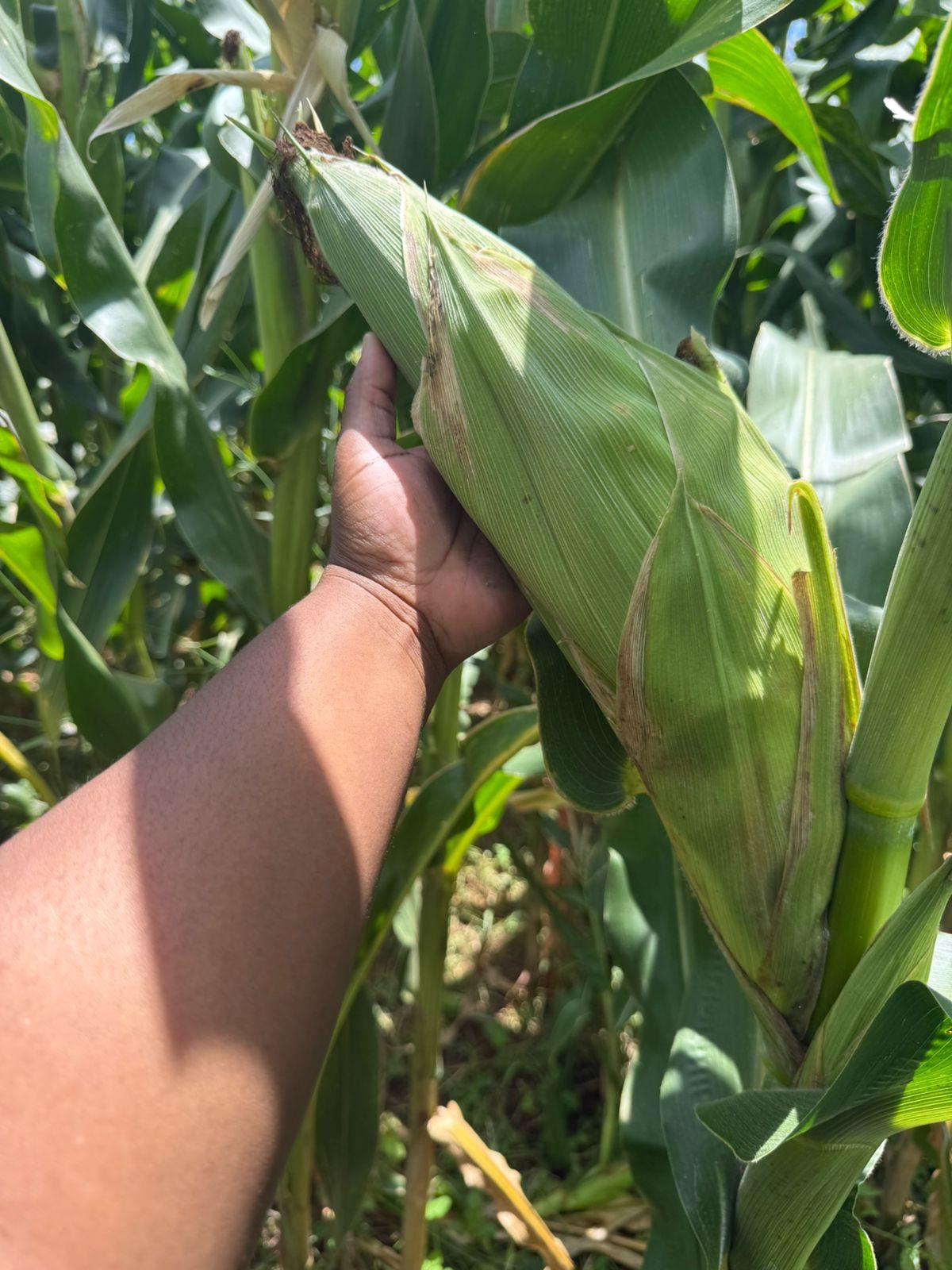 Dry Mealies on the Cob