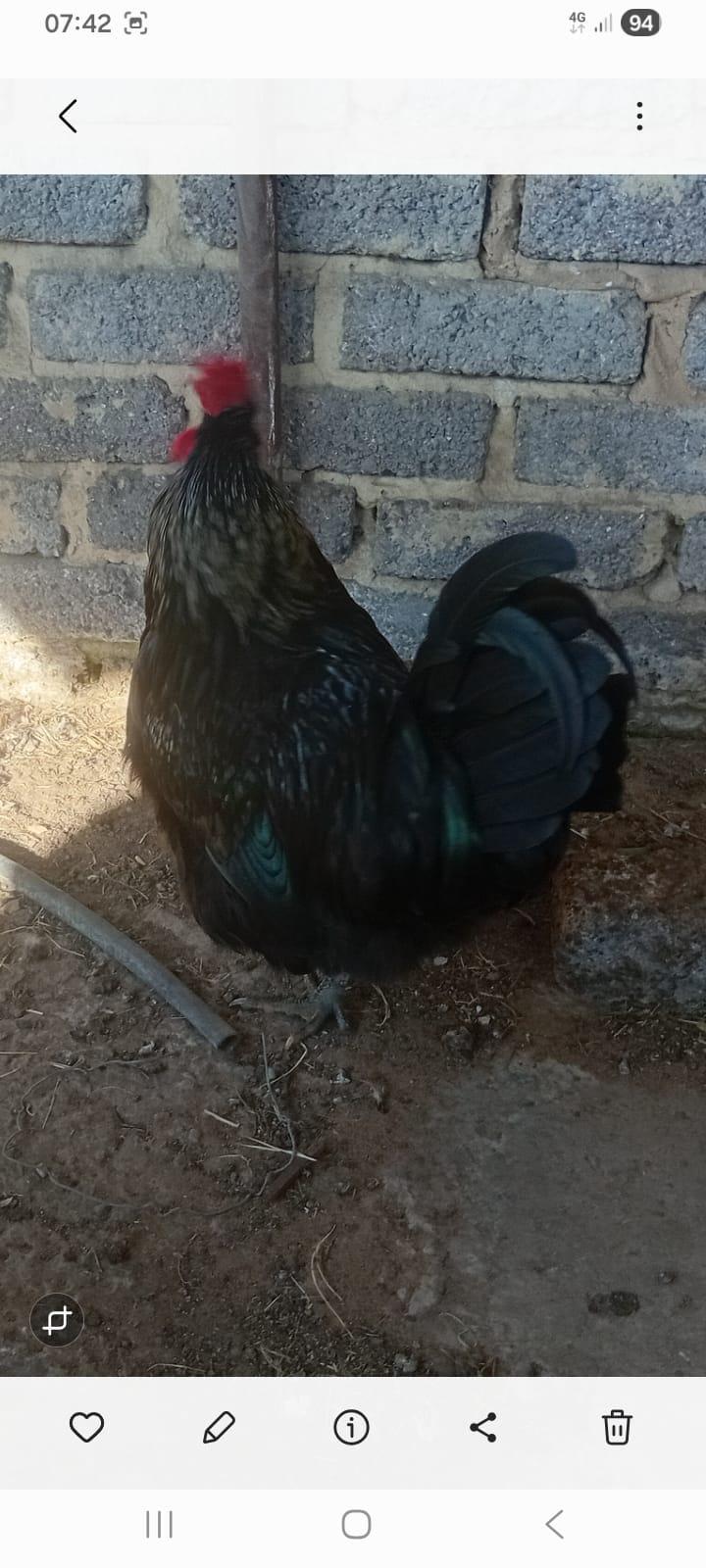 Austolop Roosters x 7