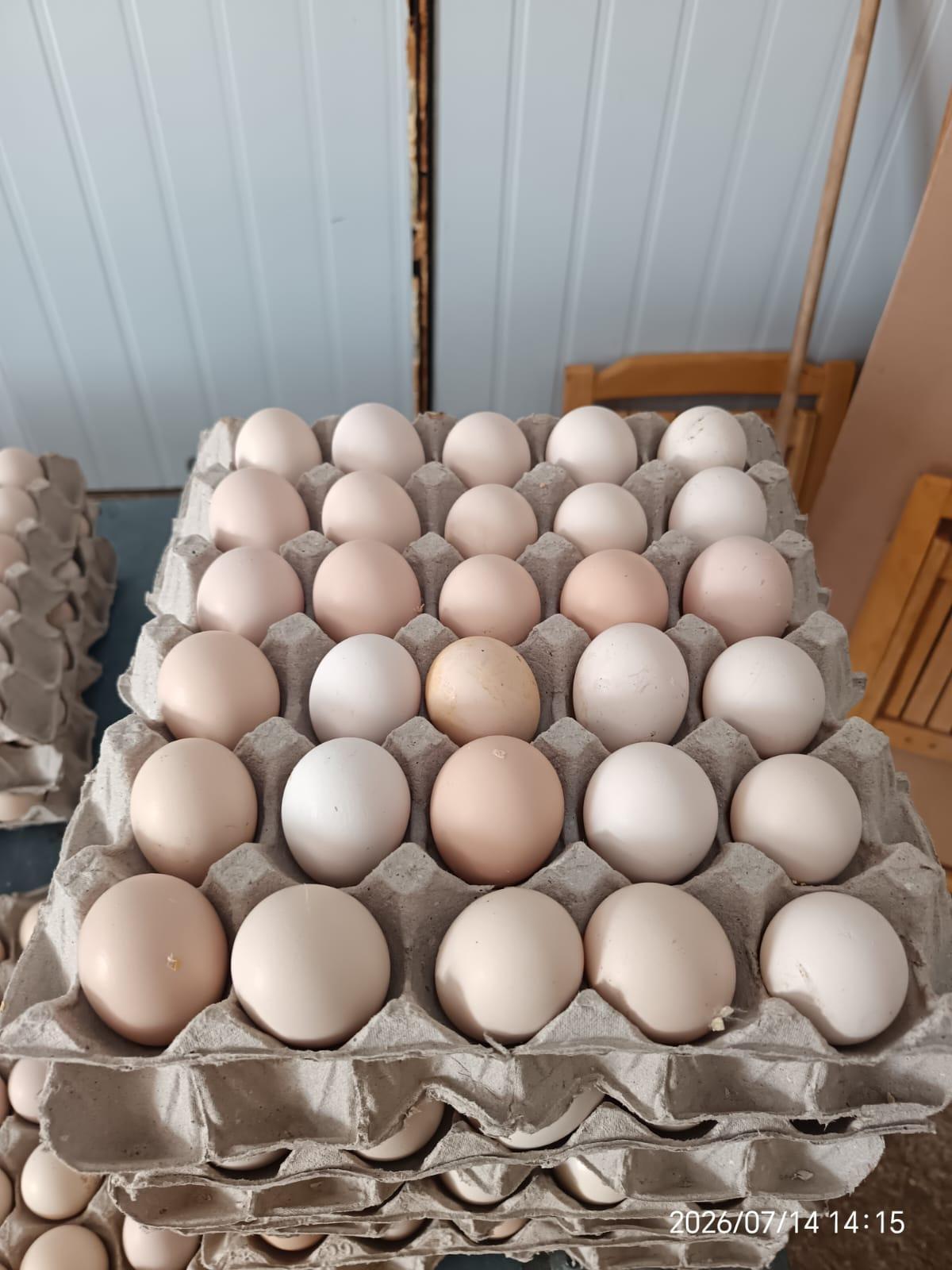 Medium White Table Eggs