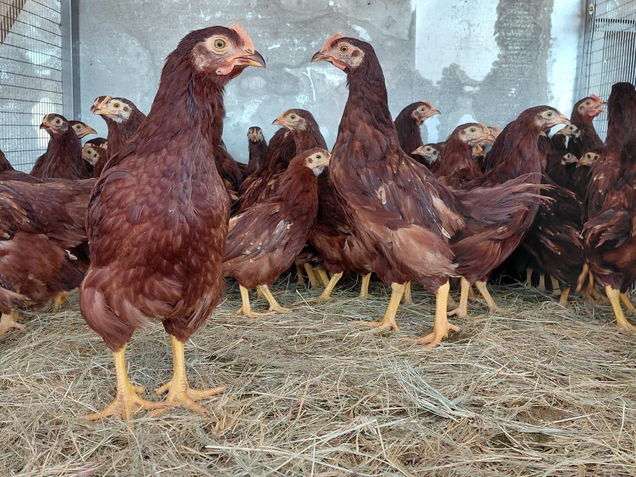 Purebred Rhode Island Red Roosters
