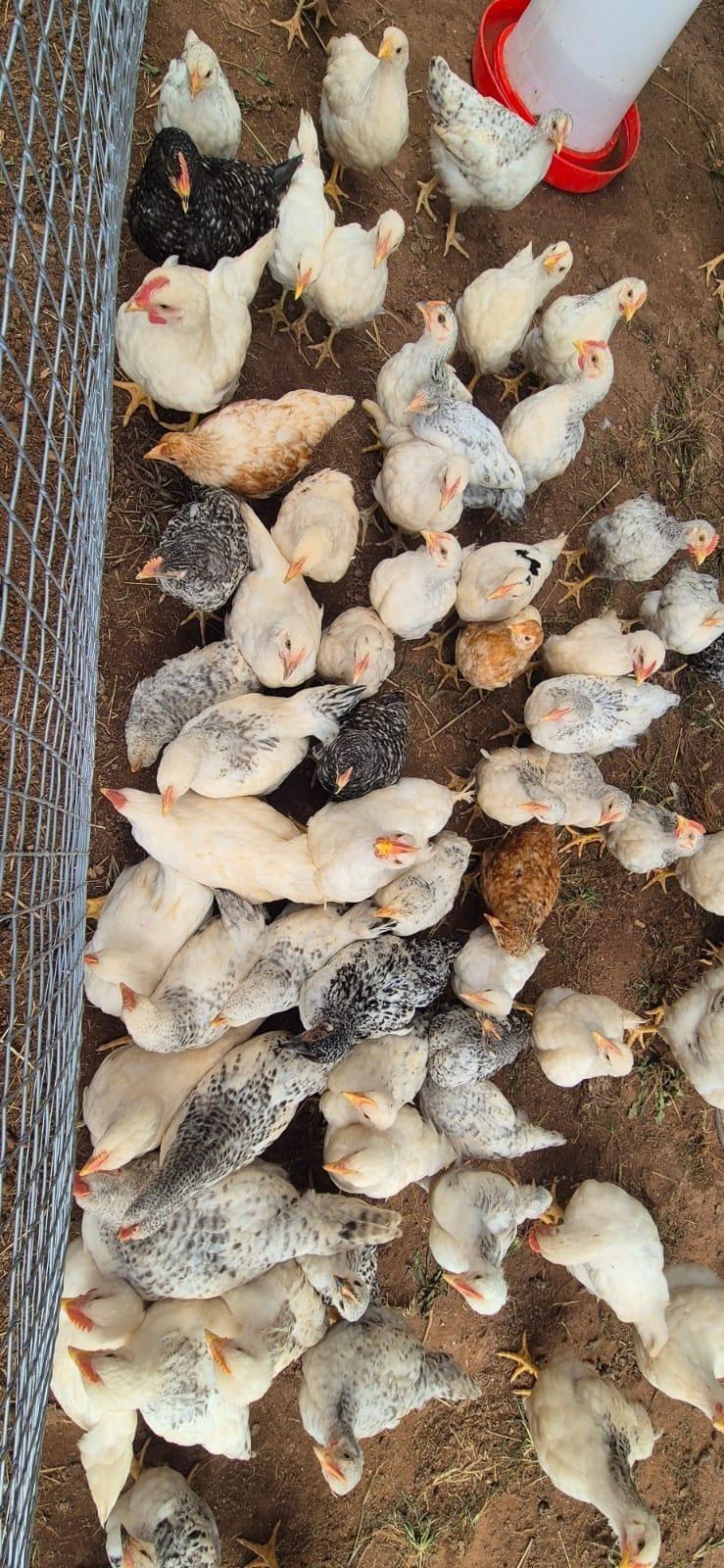 Layer Chicks
