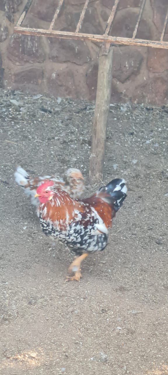 Bosvelders Rooster