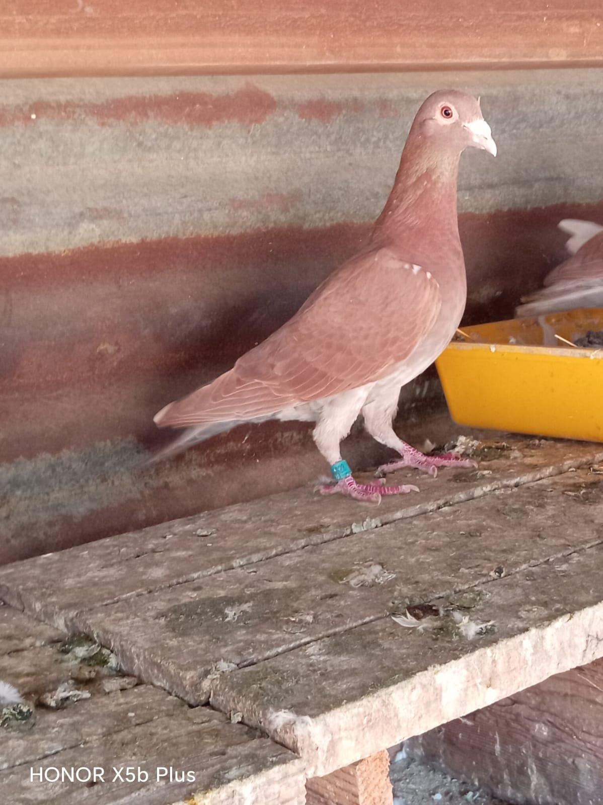 Homer the Pigeon
