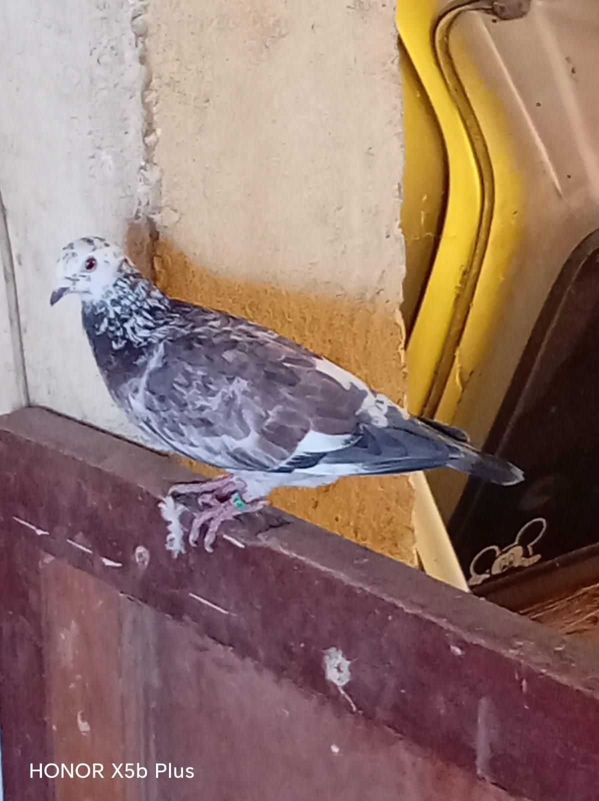 Pigeon