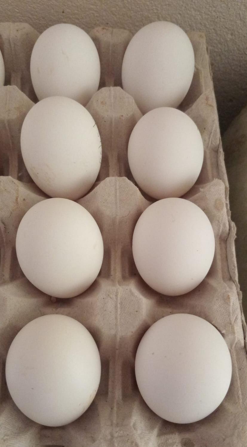 White Crested Blue Polish Bantam Eggs