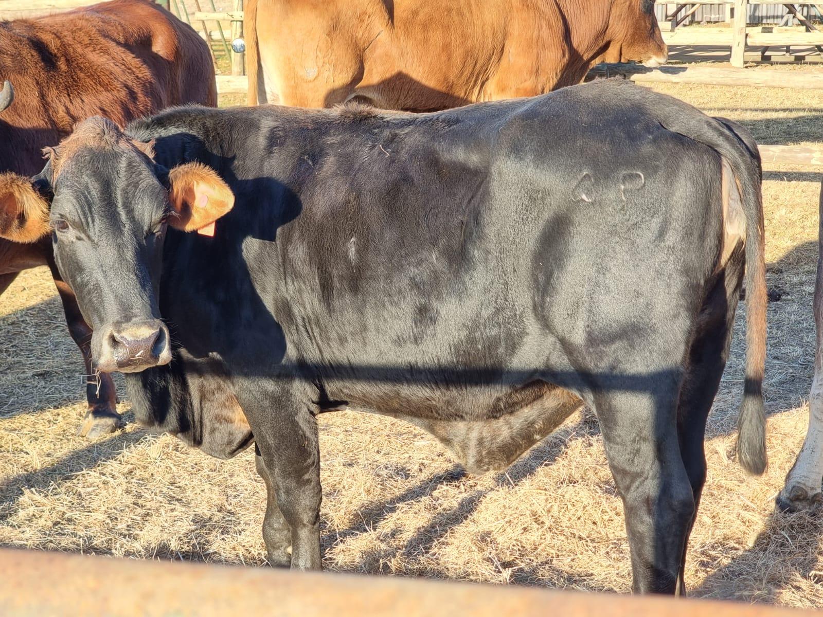Cow R14000
