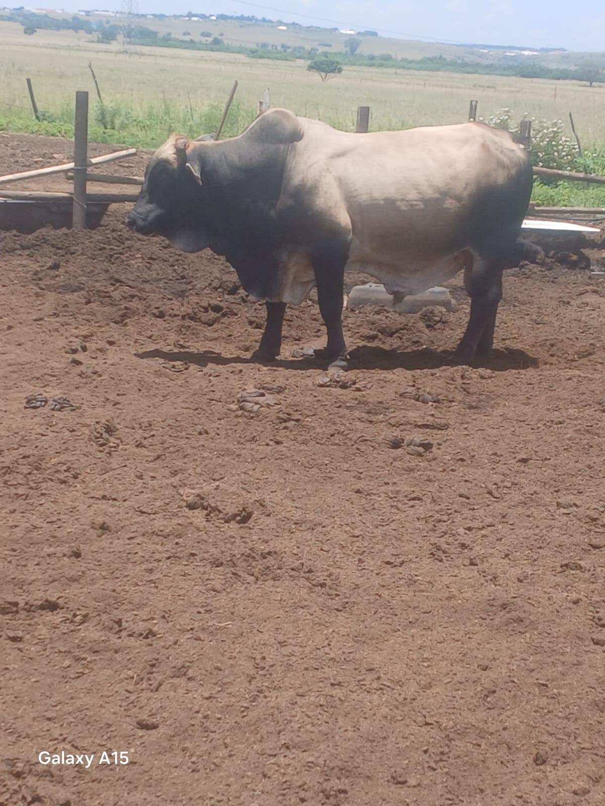 Cullinan Bull