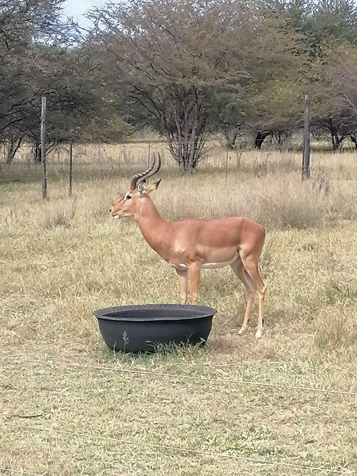 Impala ram for sale