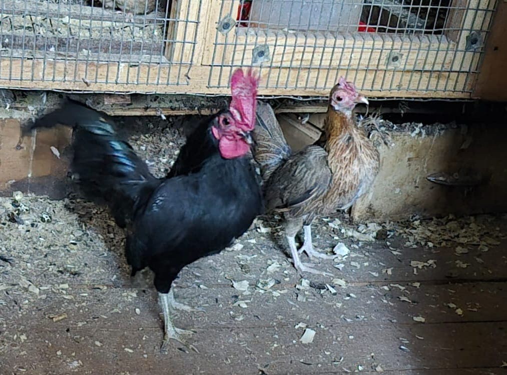 Pair of Chickens