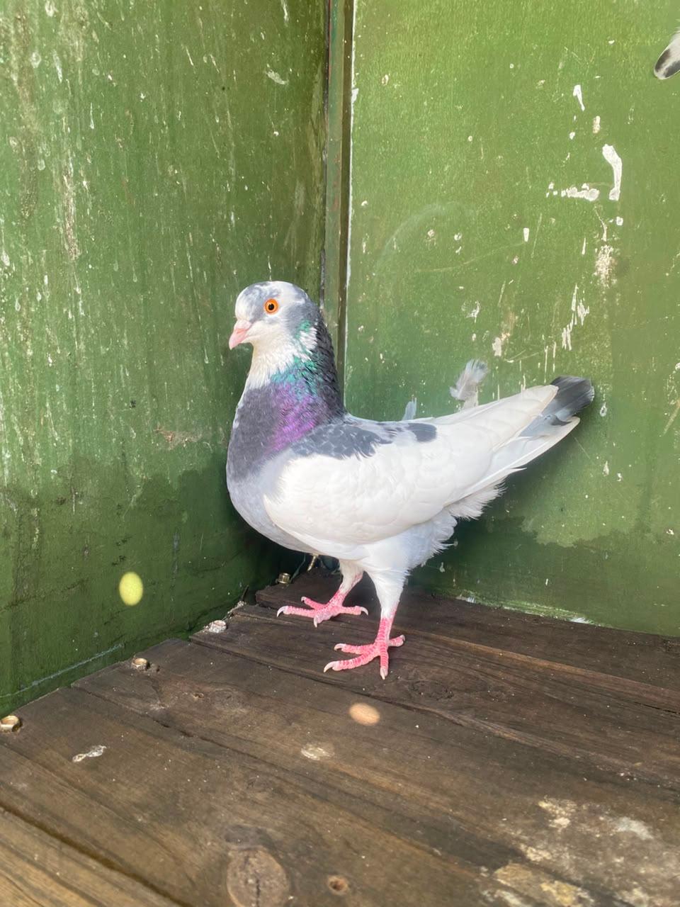 Roller Hen